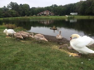 Feeding time at 'The Covey'